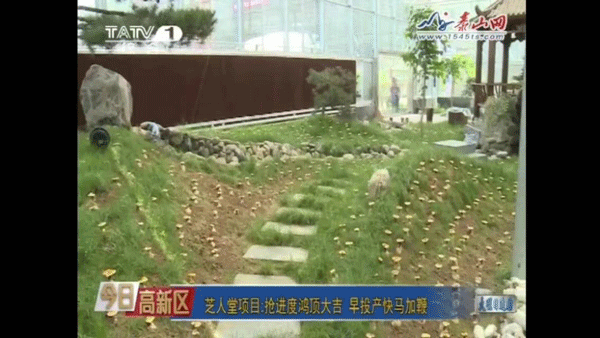 泰安电视台专题报道芝人堂灵芝产业园(图3)