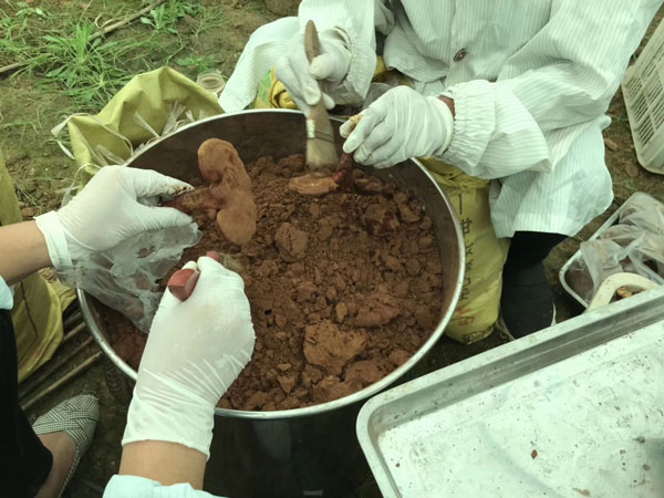 灵芝孢子粉原料直接影响灵芝孢子油的等级差异(图1)