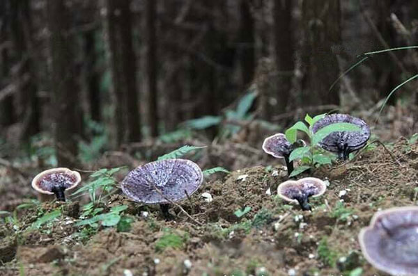 质量好的灵芝孢子粉与生长环境有关系吗(图1)