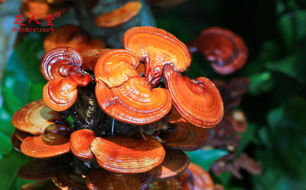 灵芝,泰山赤灵芝,泰山灵芝,泰山灵芝孢子粉,泰山赤灵芝孢子粉