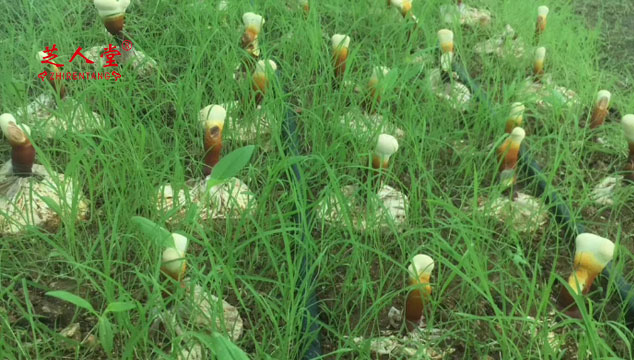 灵芝孢子粉,芝人堂灵芝孢子粉,灵芝孢子粉的种植,灵芝孢子粉生产