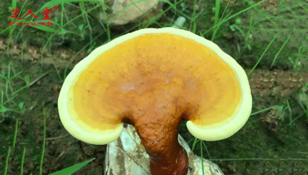 灵芝孢子粉和松花粉哪个效果更好,灵芝孢子粉功效与作用,灵芝孢子粉