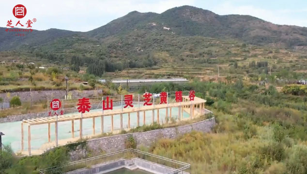 自古名山出名药山东最大的泰山灵芝基地