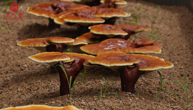 夏季用灵芝进行食疗都有哪些好处和注意事项